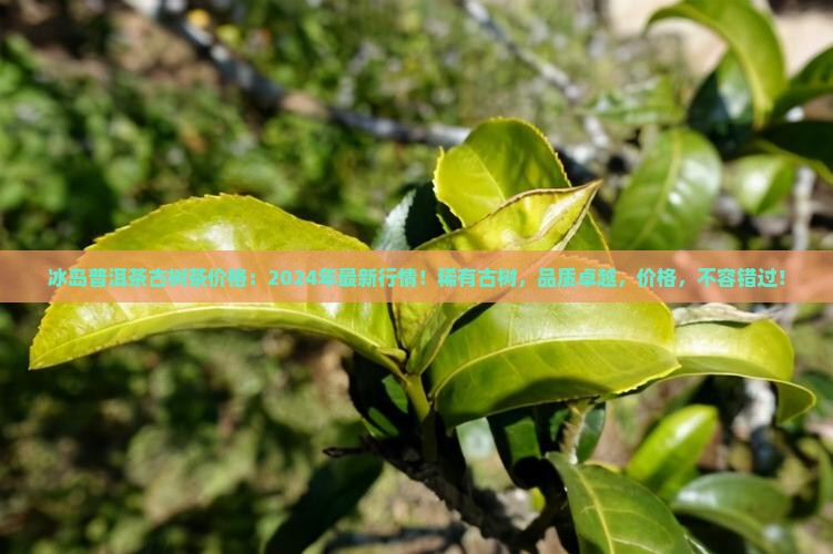 冰岛普洱茶古树茶价格