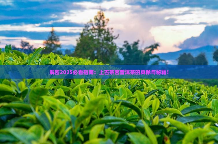 上古茶茗普洱茶