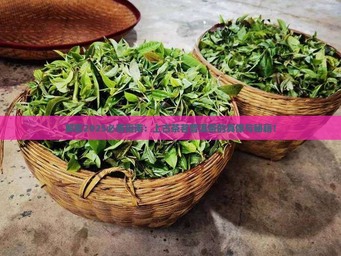 上古茶茗普洱茶