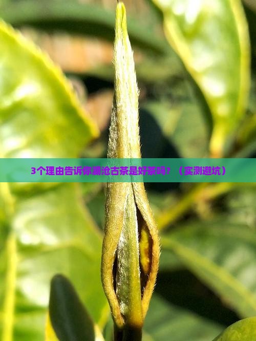 澜沧古茶是好茶吗
