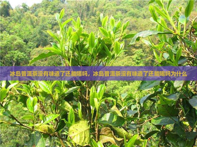 冰岛普洱茶没有味道了还能喝吗