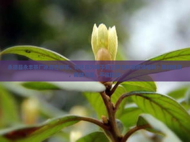 永德县永丰茶厂冰岛古树茶