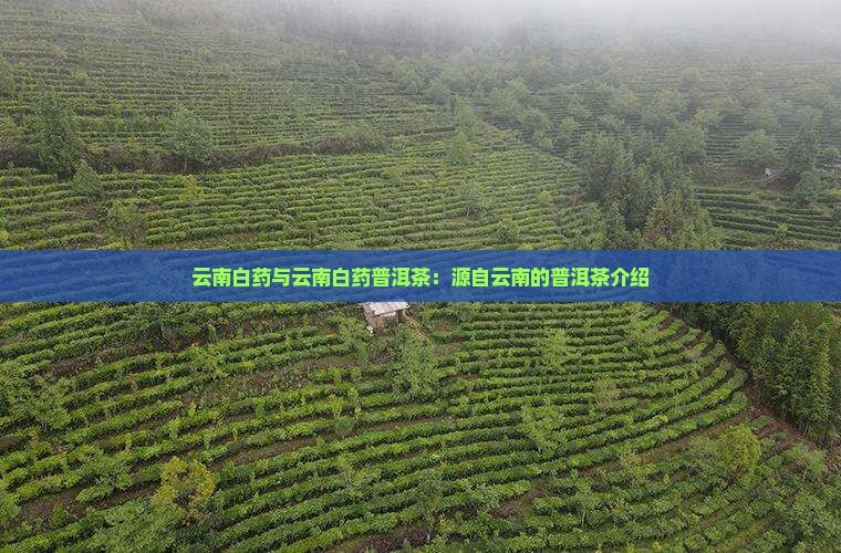 云南白药普洱茶的介绍