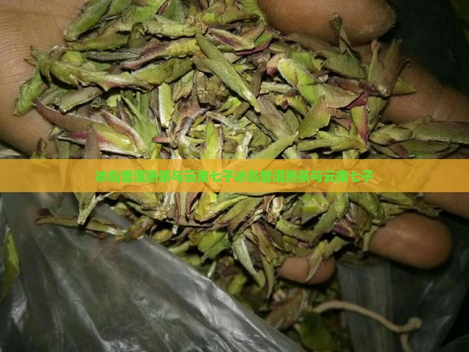 冰岛普洱熟茶与云南七子