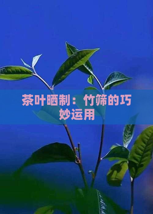 用竹子编的晒茶叶