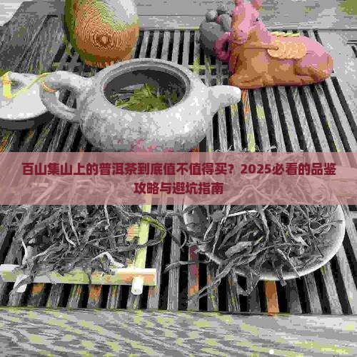 百山集山上的普洱茶