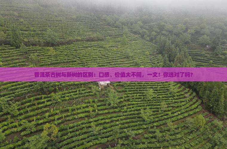 普洱茶古树与新树的区别