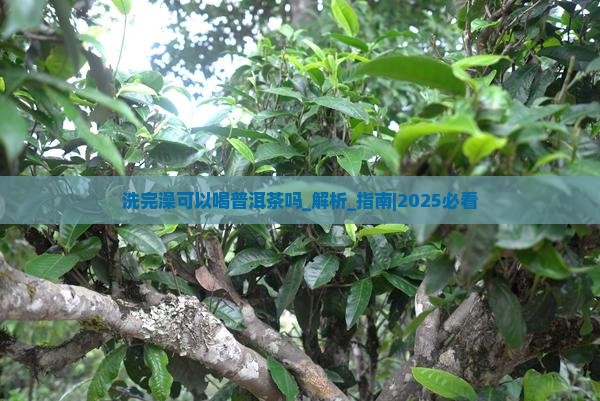 洗完澡可以喝普洱茶吗
