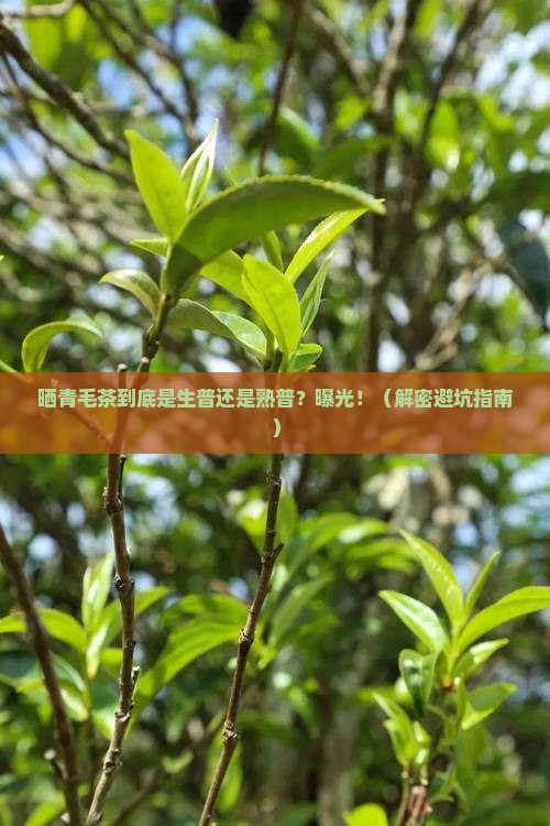 晒青毛茶是生普还是熟普