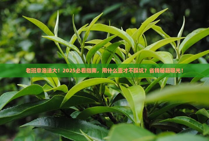 老班章用什么壶来泡
