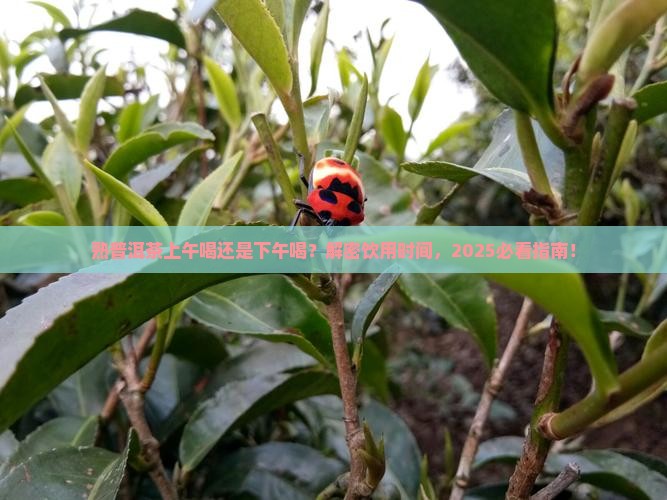 熟普洱茶上午喝还是下午喝