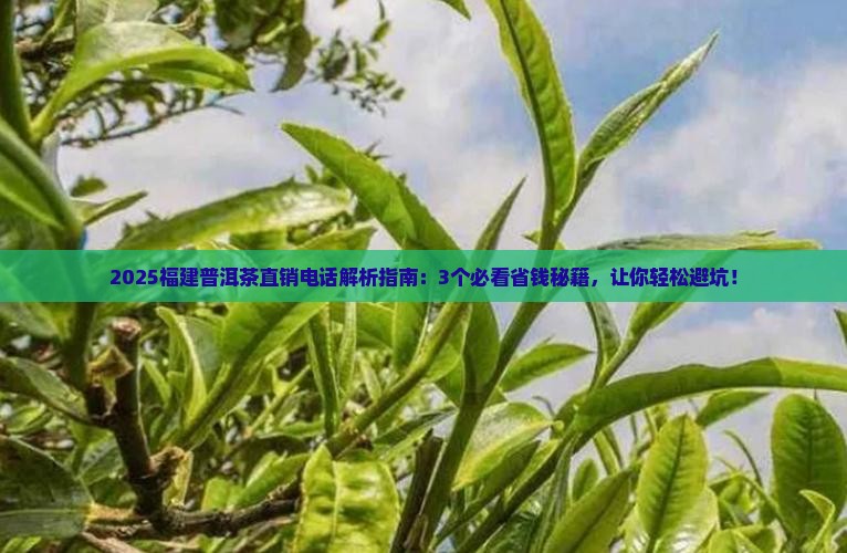 福建普洱茶工厂直销电话
