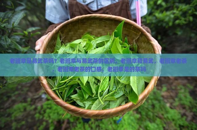 老班章是易武茶吗