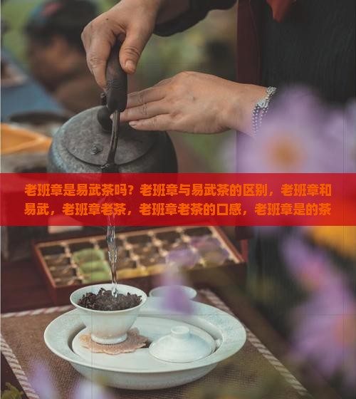 老班章是易武茶吗