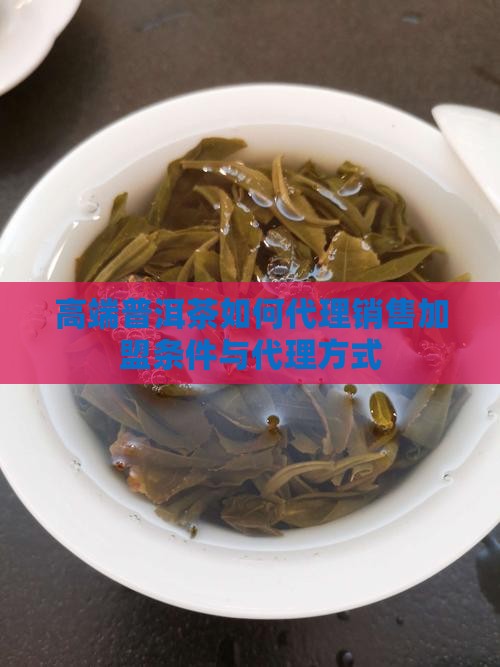 高端普洱茶如何代理