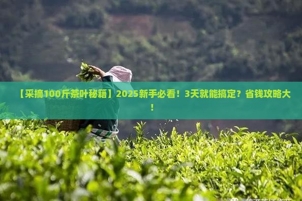采摘100斤的茶叶需要多久