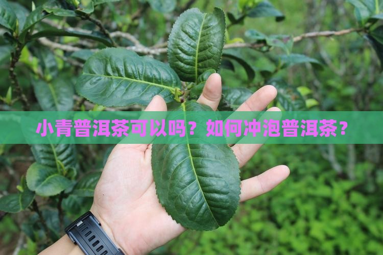 小青桔普洱茶煮可以吗