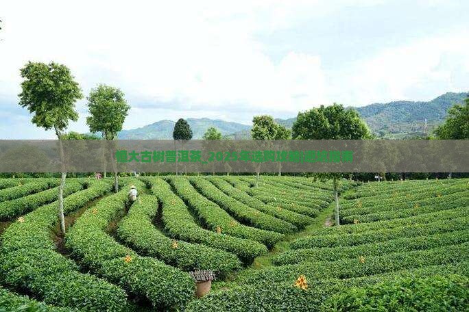 恒大古树普洱茶