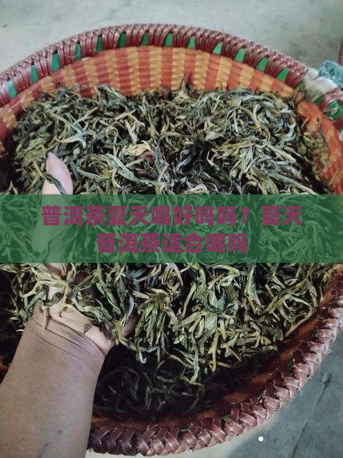 普洱茶夏天喝好吗吗