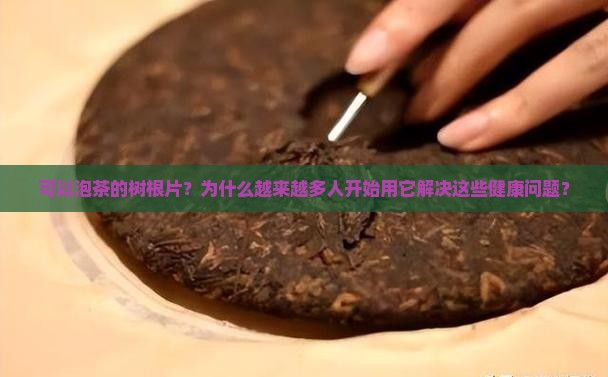 可以泡茶的树根片