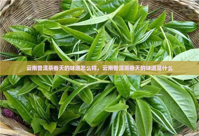 云南普洱茶春天的味道