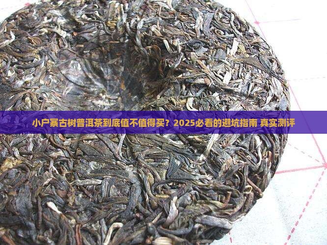 小户寨古树普洱茶