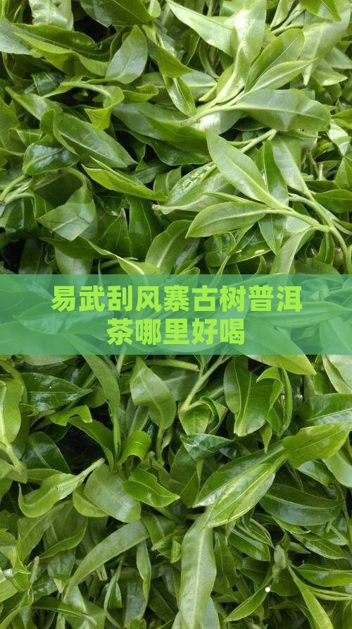 易武刮风寨普洱茶哪里好喝