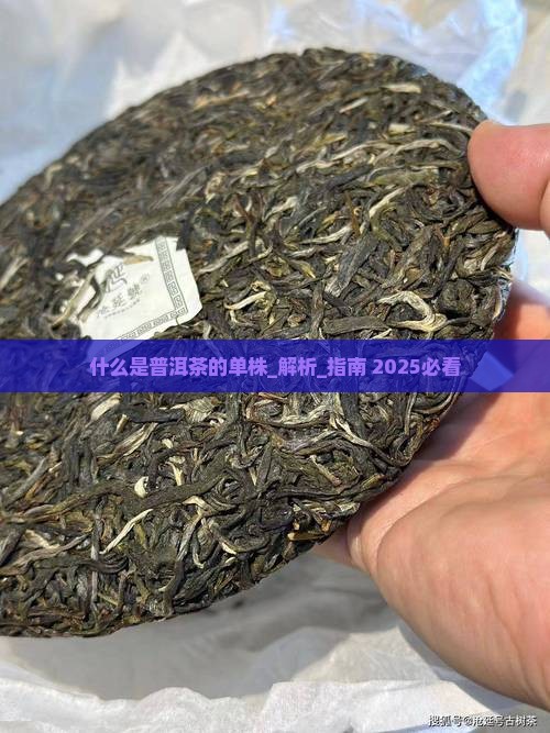 什么是普洱茶的单株