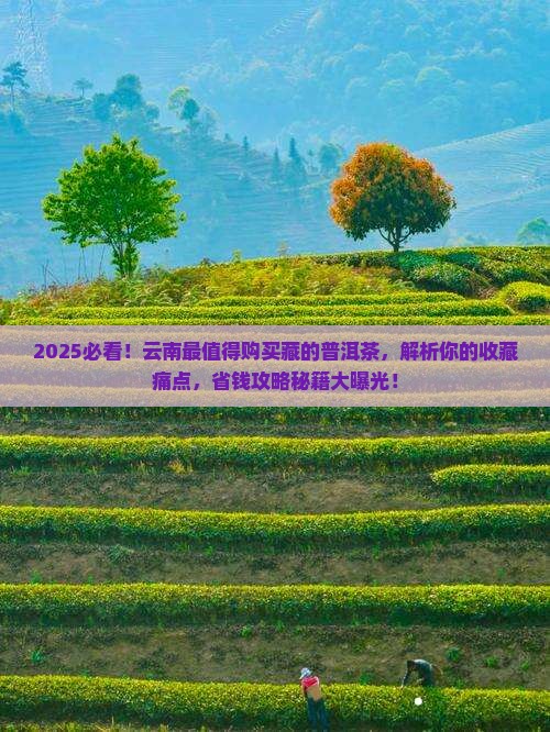 云南最值得购买藏的普洱茶