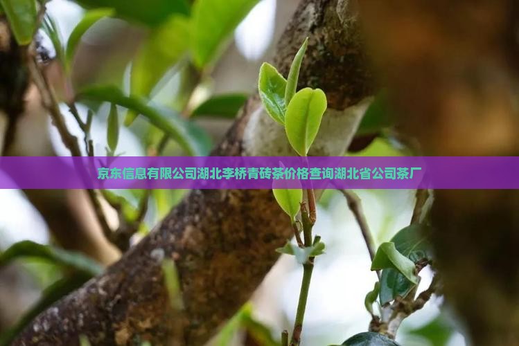 赵李桥老字号青砖茶