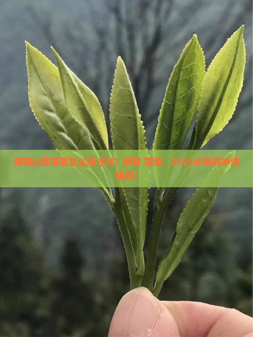 南糯山普洱茶怎么喝