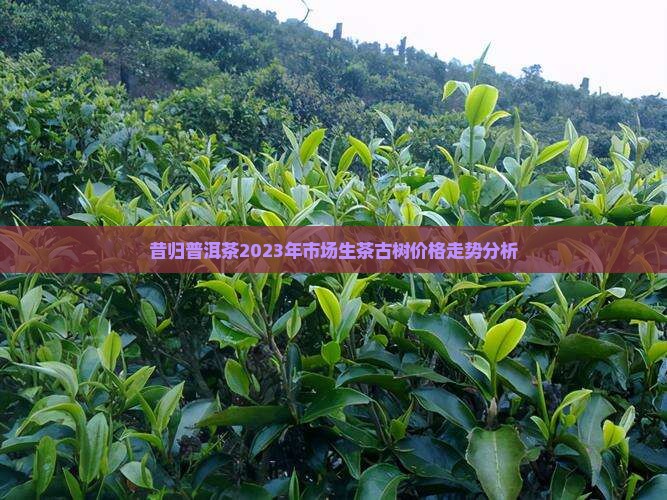 昔归普洱茶2023年价格 昔归普洱茶2023年价格