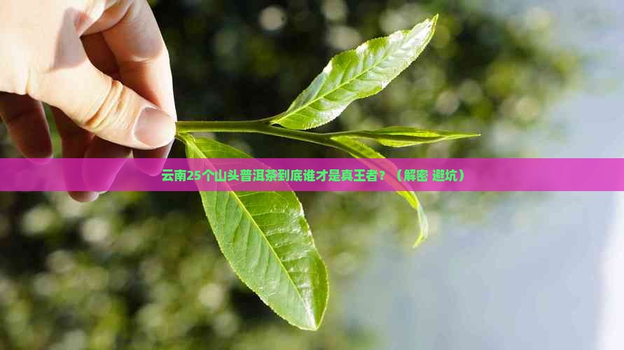 云南25著名山头普洱茶