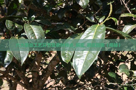 六大茶类工艺环节及茶叶特点