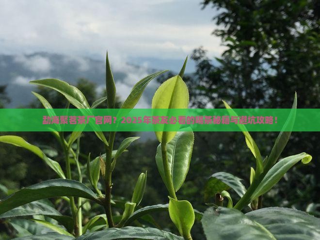 勐海聚茗茶厂官网