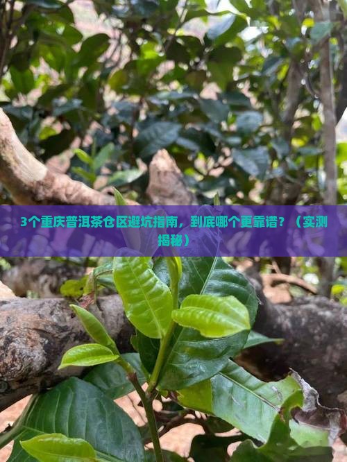 普洱茶重庆仓区好吗