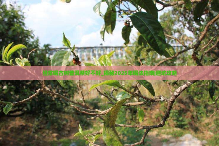 经常喝古树普洱茶好不好