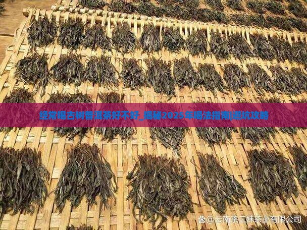 经常喝古树普洱茶好不好