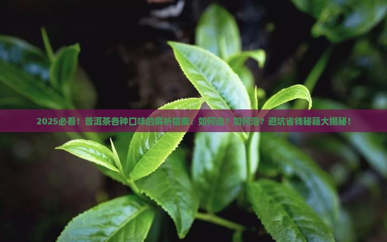 各种口味的普洱茶
