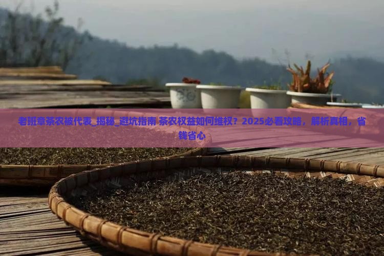 老班章茶农被代表