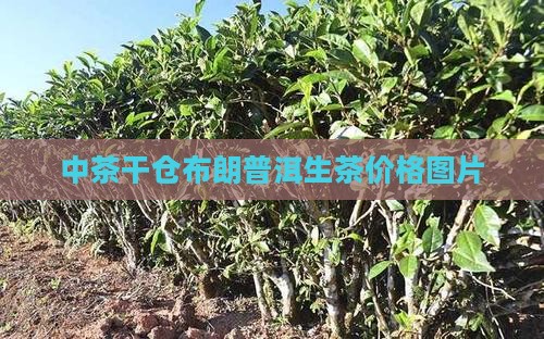 中茶干仓布朗一提