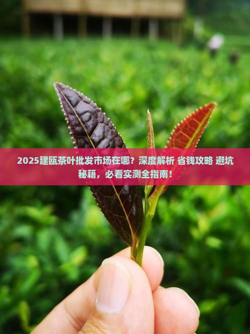 建瓯茶叶批发市场在哪