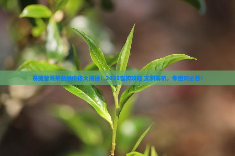 易捷普洱茶熟茶多少钱