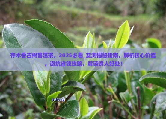 存木香古树普洱茶