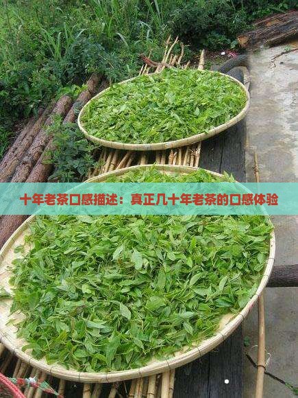 十年老茶口感描述