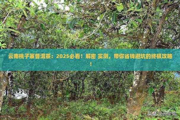 云南桃子寨普洱茶
