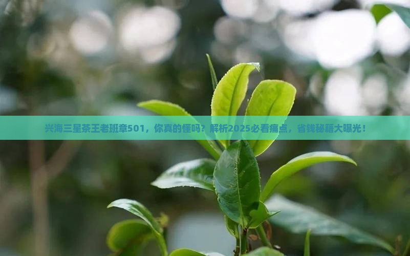 兴海三星茶王老班章501