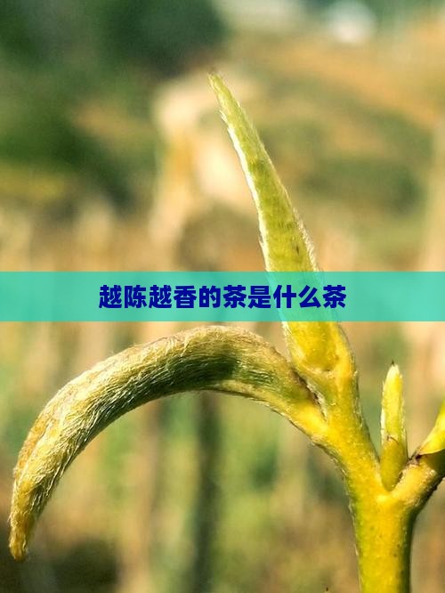 越陈越香的茶是什么茶