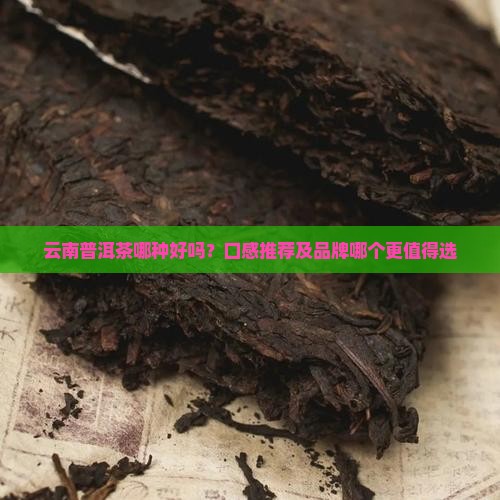 云南普洱茶哪种好好吗