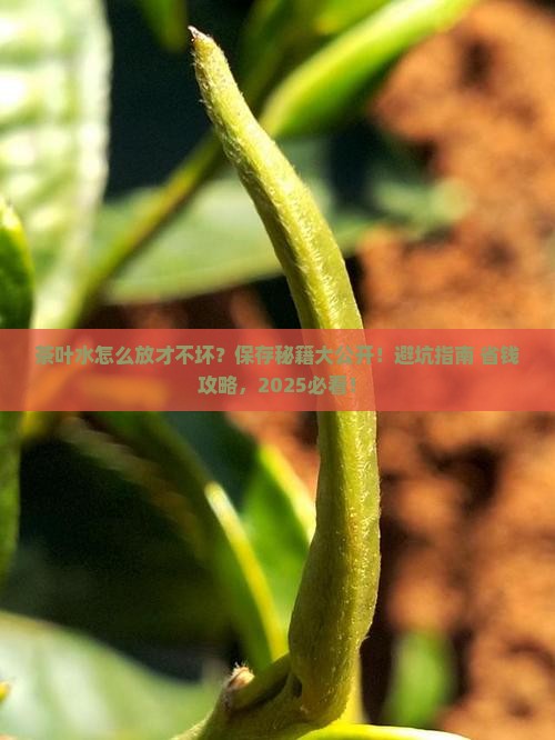 茶叶水如何保存